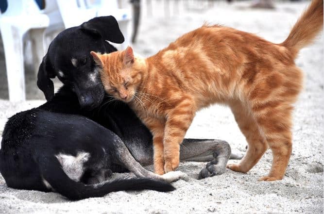 Chiens & chats Chiens & chats